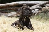 CANE CORSO 1463